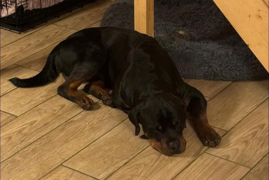 Alerta de Desaparición Perro  Macho , 2 años Crémarest Francia