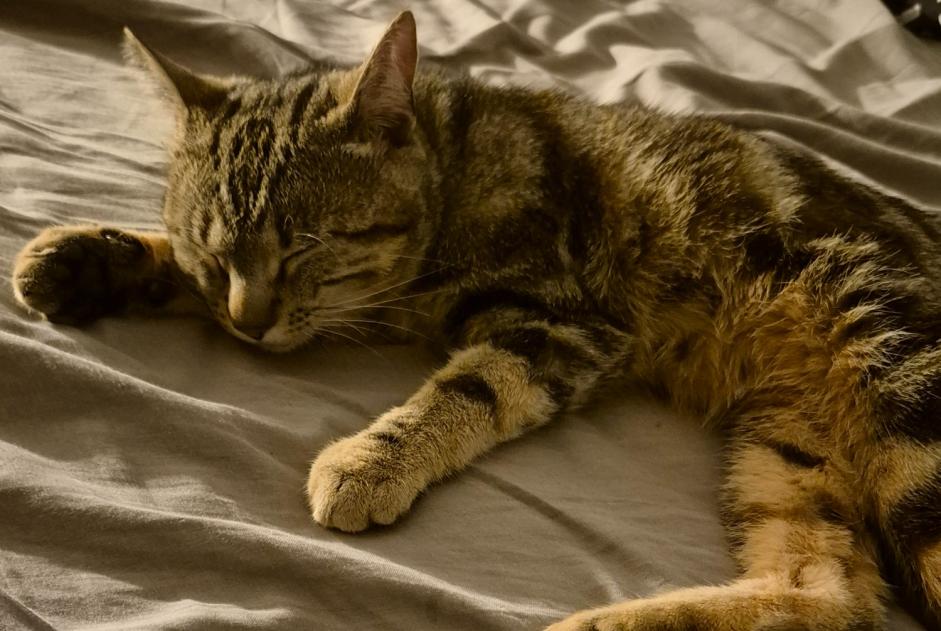 Alerta de Desaparición Gato Macho , 2 años Troistorrents Suiza