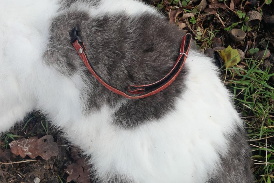 Alerta de Hallazgo Gato cruce Desconocido Bédée Francia