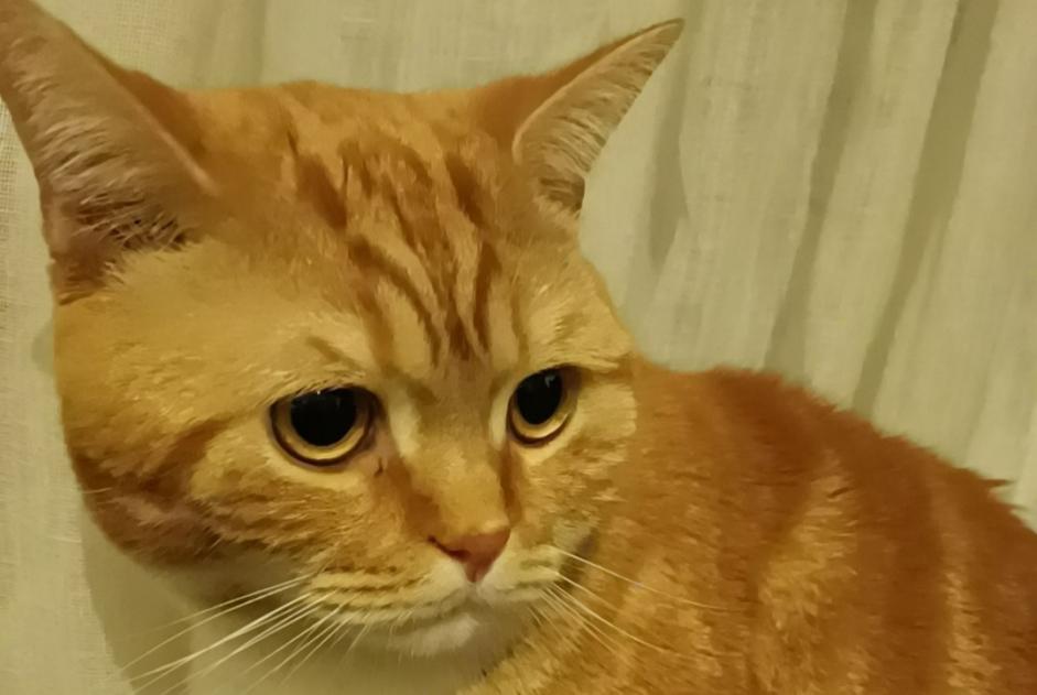 Alerta de Desaparición Gato cruce Macho , 3 años Nice Francia