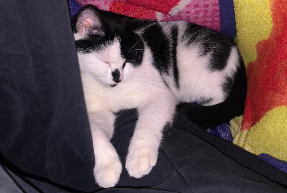 Alerta de Desaparición Gato Hembra , 2 años Toulouse Francia