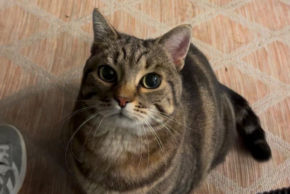 Alerta de Hallazgo Gato Hembra Sierre Suiza