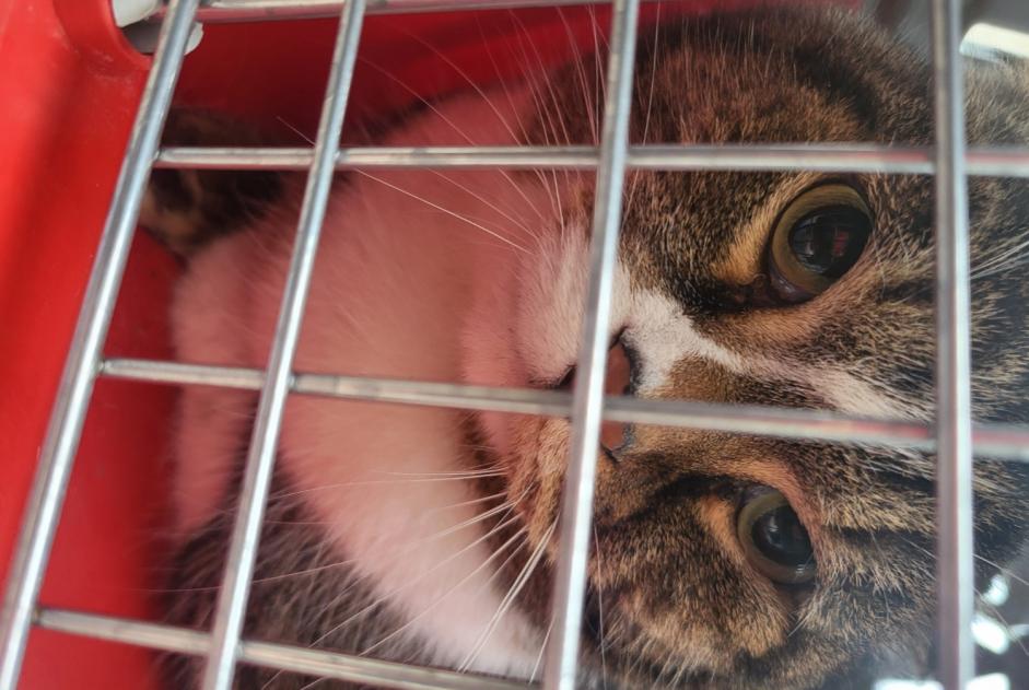 Alerta de Hallazgo Gato Macho , 2 años Puteaux Francia