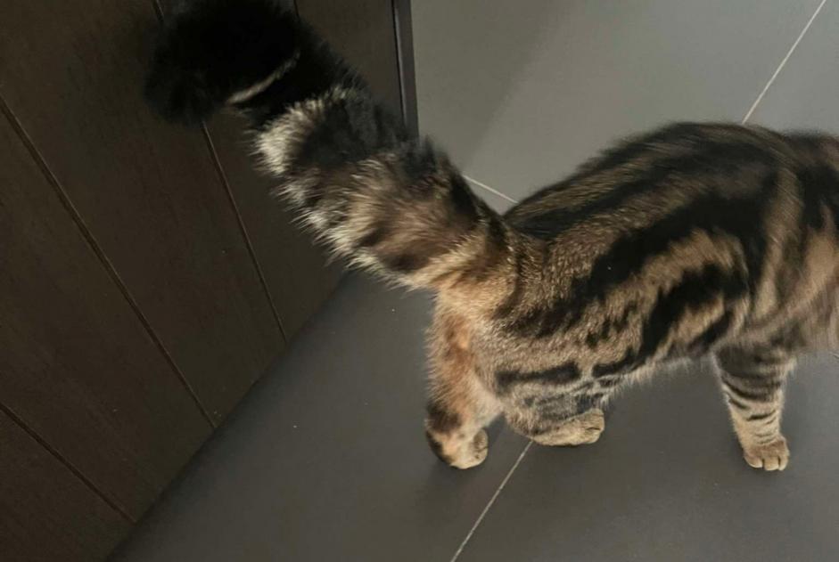 Alerta de Desaparición Gato  Macho , 1 años Buggenhout Bélgica