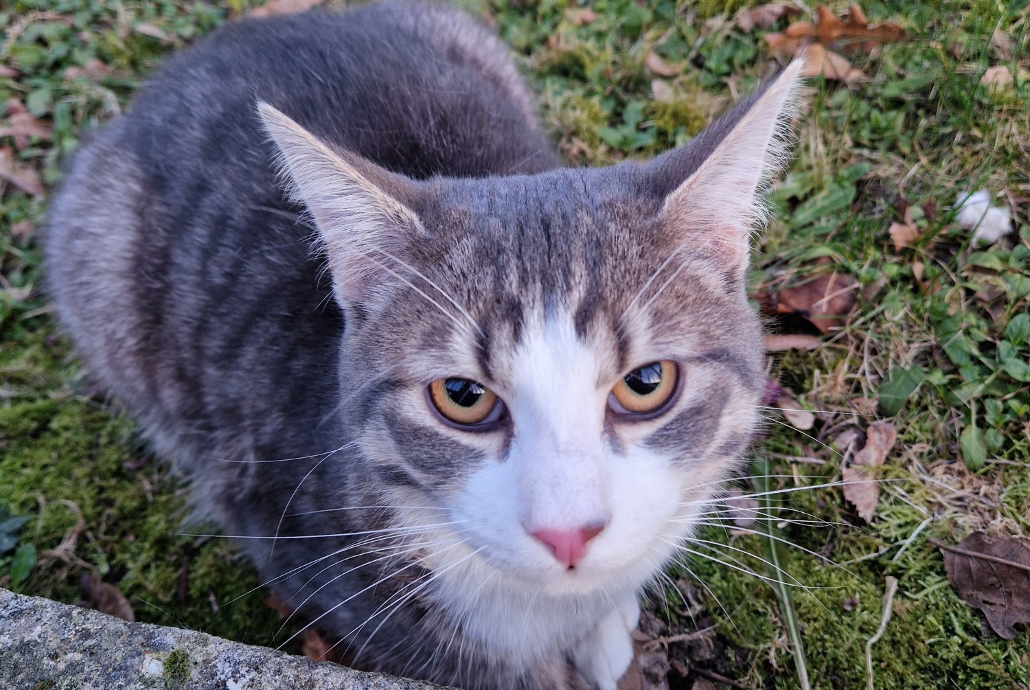 Alerta de Hallazgo Gato Macho , 2025 años Créteil Francia