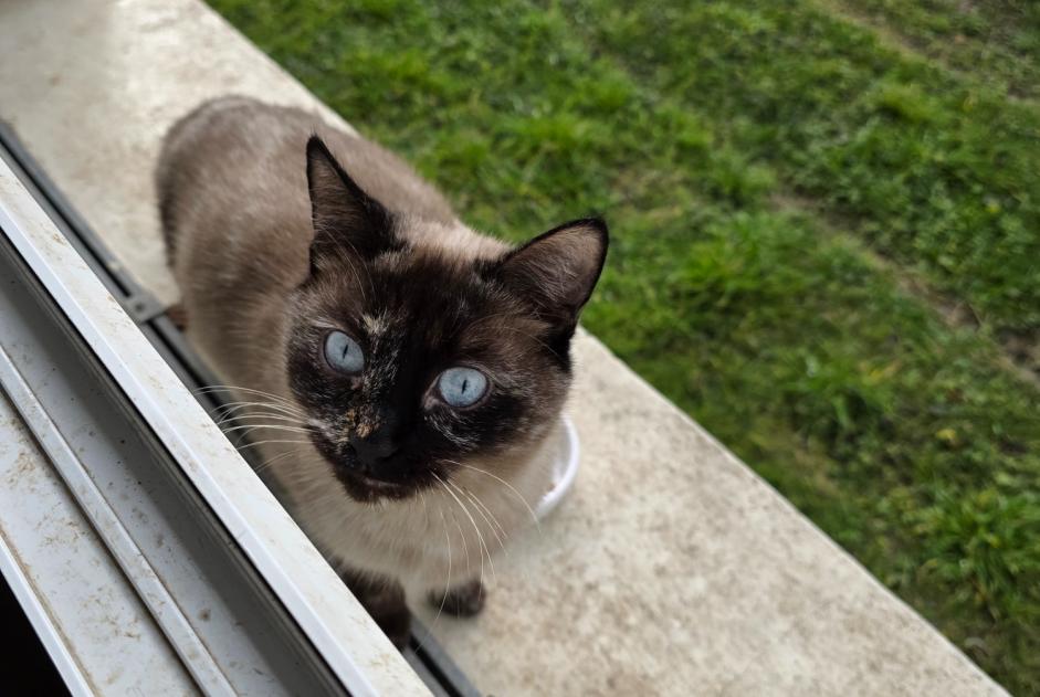 Alerta de Hallazgo Gato Desconocido Argenteuil Francia