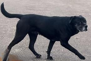 Alerta de Hallazgo Perro  Macho , 8 años Saint-Sulpice-la-Pointe Francia