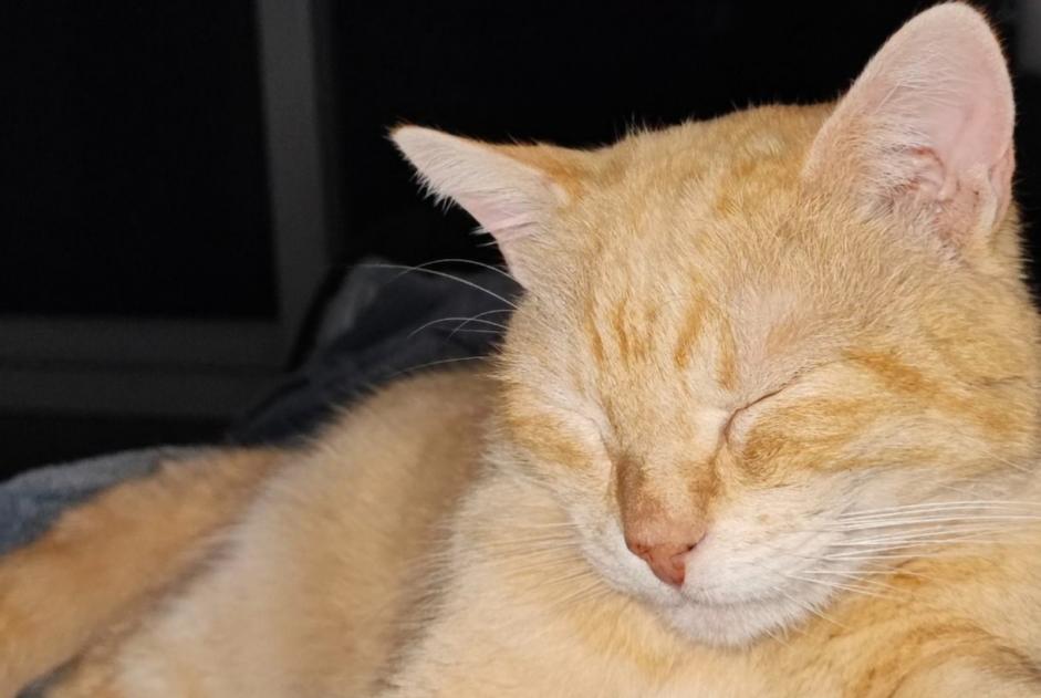 Alerta de Desaparición Gato Macho , 8 años Violaines Francia