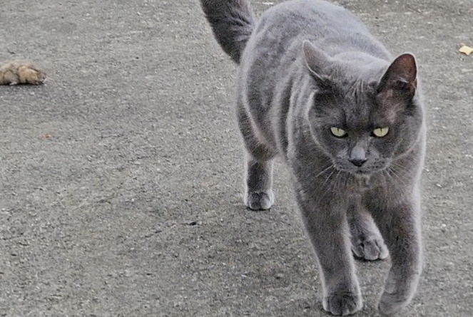 Alerta de Desaparición Gato Hembra , 5 años Corgémont Suiza