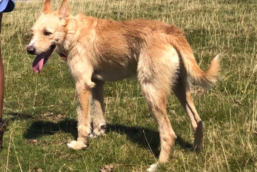 Alerta de Desaparición Perro cruce Macho , 30 años Pedralba España