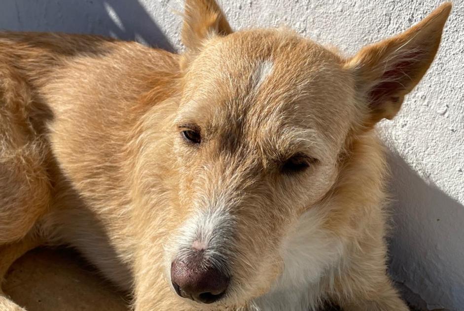 Alerta de Desaparición Perro cruce Macho , 30 años Pedralba España