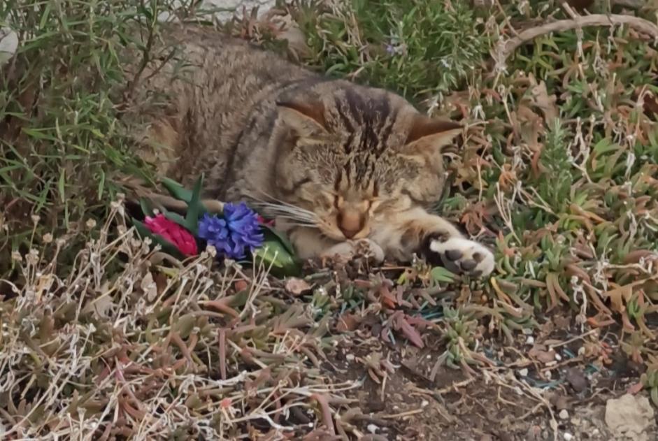 Alerta de Hallazgo Gato Desconocido Montbeton Francia