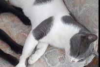 Alerta de Desaparición Gato cruce Macho , 6 años Lagoa de Albufeira - Sesimbra Portugal