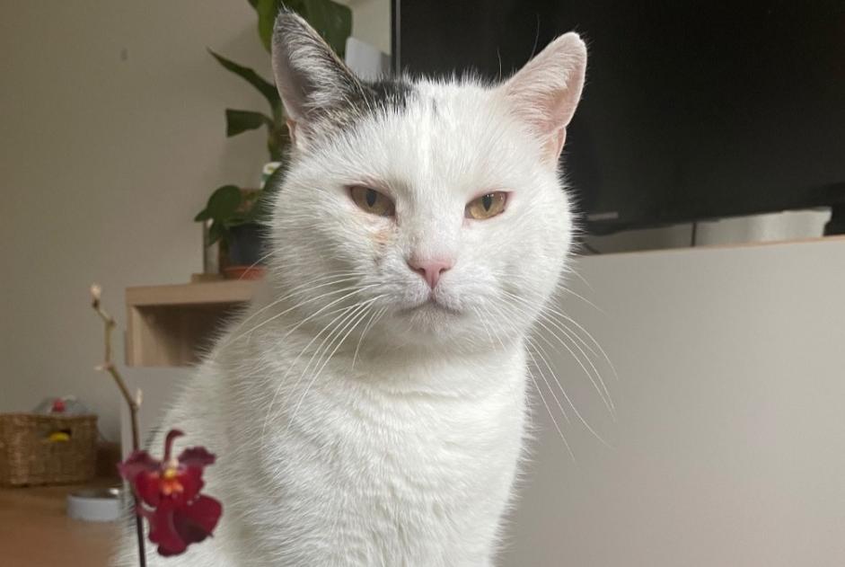 Alerta de Desaparición Gato cruce Macho , 14 años Basel Suiza