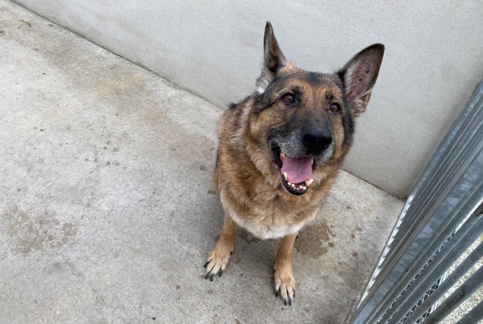 Alerta de Hallazgo Perro  Macho , 11 años Carrières-sous-Poissy Francia