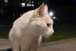 Alerta de Hallazgo Gato Hembra Martigny Suiza