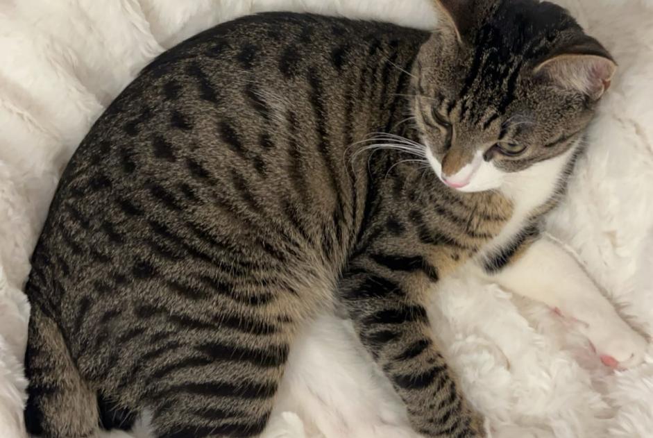 Alerta de Desaparición Gato Macho , 1 años Neuchâtel Suiza