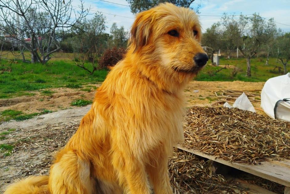 Alerta de Desaparición Perro Macho , 1 años Mata Portugal