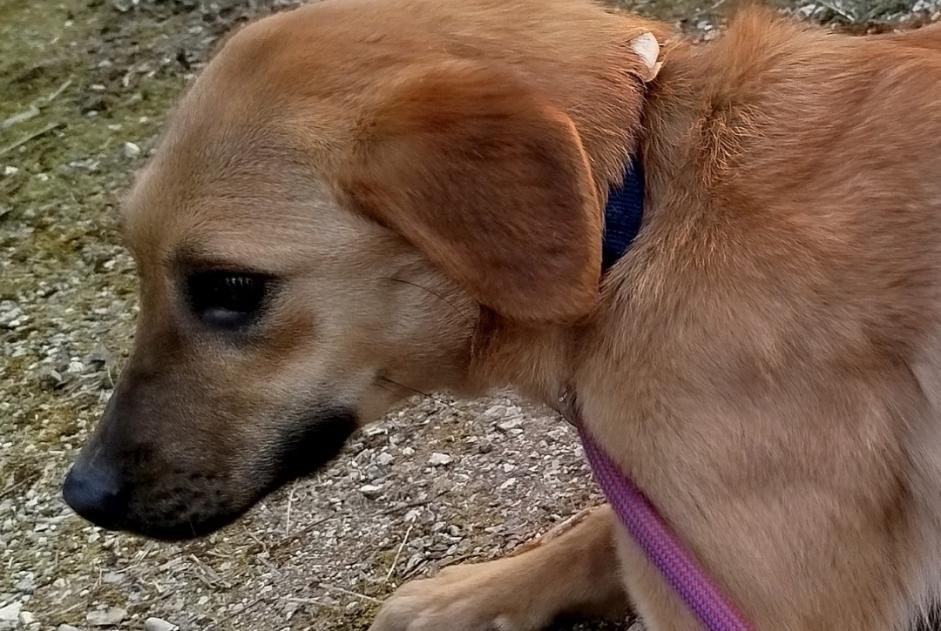 Alerta de Desaparición Perro  Hembra , 1 años Noble-Contrée Suiza