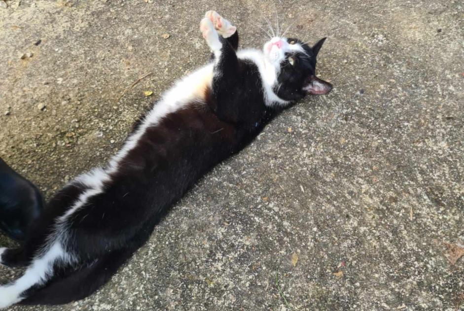 Alerta de Hallazgo Gato Desconocido Croutelle Francia