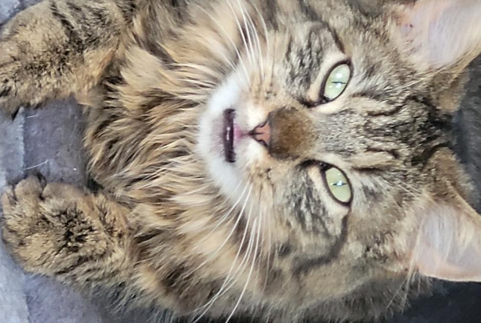 Alerta de Desaparición Gato cruce Hembra , 4 años Corcelles-près-Payerne Suiza