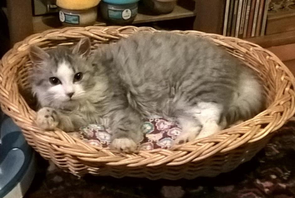 Alerte Disparition Chat  Mâle , 7 ans Steenwerck France