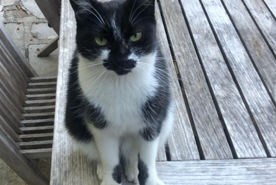 Alerte Disparition Chat Femelle , 7 ans Santa-Reparata-di-Balagna France