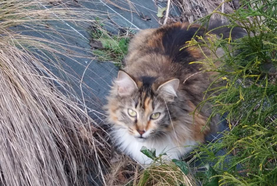 Alerte Disparition Chat  Femelle , 7 ans Pruillé-le-Chétif France