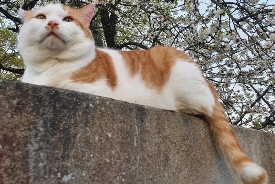 Alerte Disparition Chat Mâle , 10 ans Guignen France