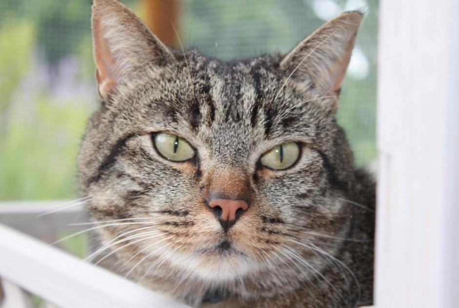 Alerte Disparition Chat croisement Mâle , 10 ans Cottens Suisse