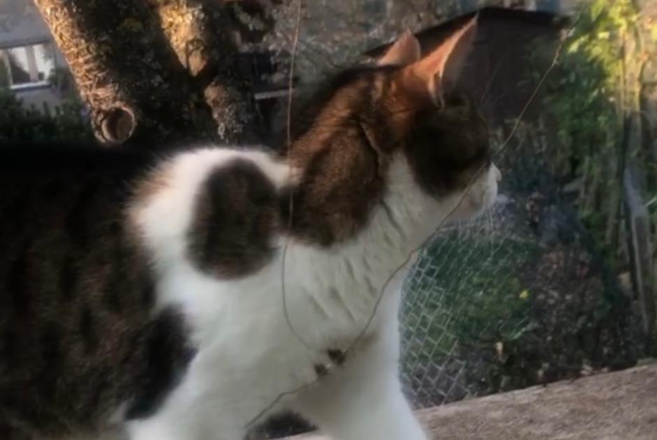 Alerte Disparition Chat Femelle , 9 ans Vufflens-la-Ville Suisse