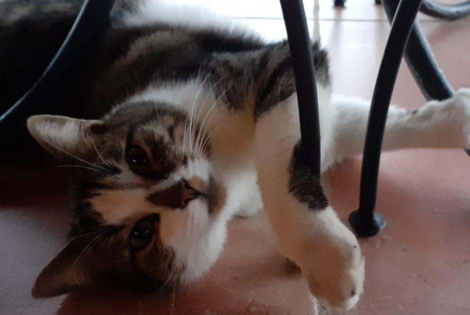 Alerte Disparition Chat  Mâle , 4 ans Pontchâteau France