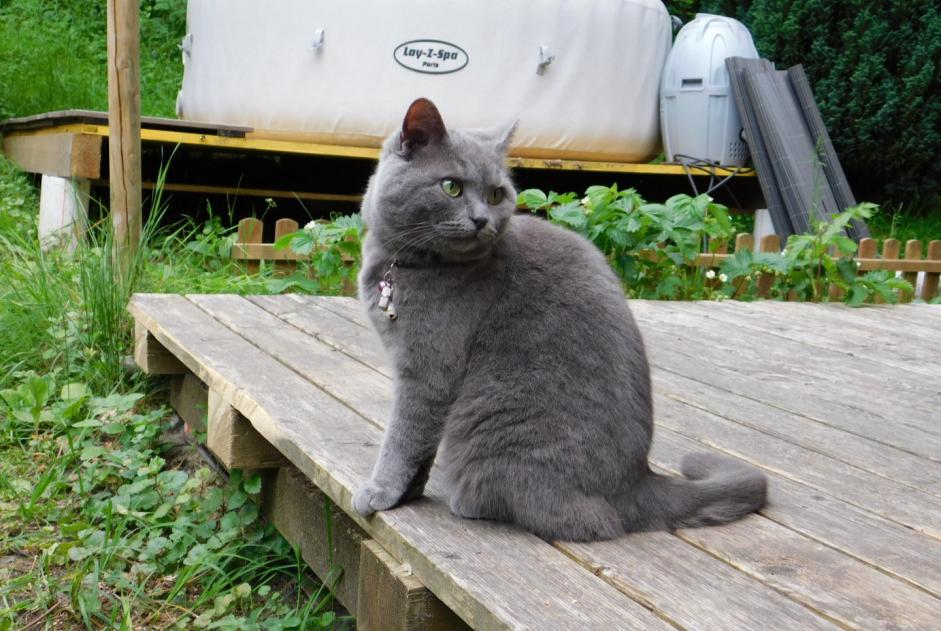 Alerte Disparition Chat croisement Femelle , 8 ans Cheyres-Châbles Suisse