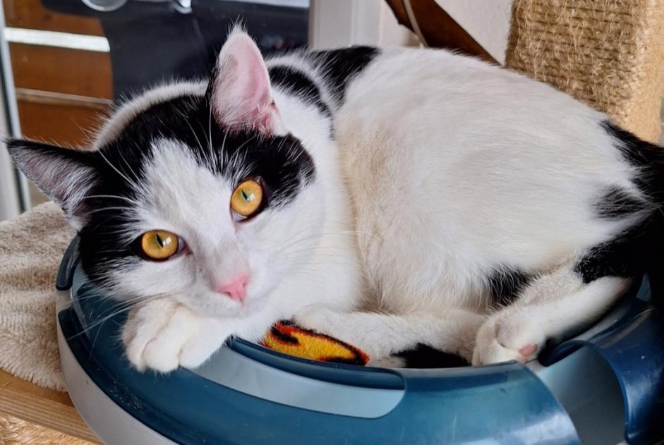 Alerte Disparition Chat Mâle , 1 ans Treytorrens (Payerne) Suisse