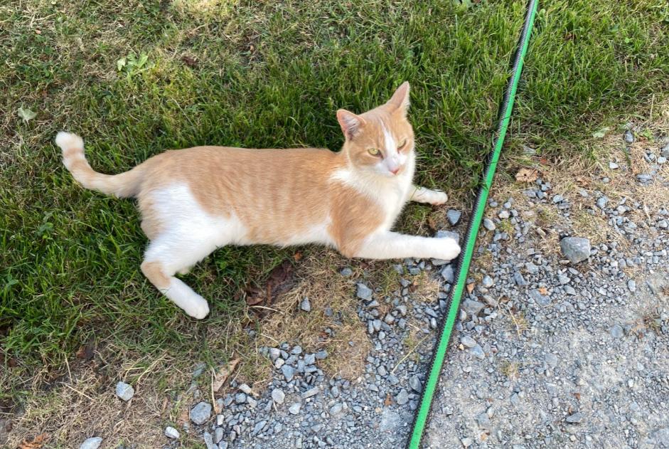 Alerte Disparition Chat  Mâle , 2 ans Vergt France