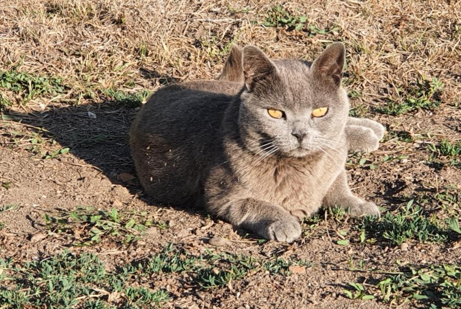 Alerte Disparition Chat  Mâle , 10 ans Saint-Viâtre France