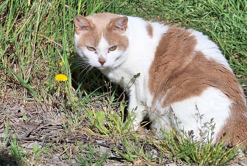 Alerte Disparition Chat Femelle , 11 ans La Muda, Belluno Italie