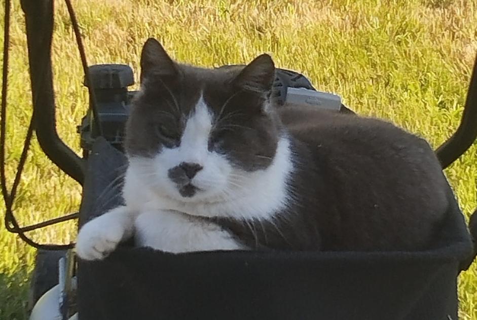 Alerte Disparition Chat  Mâle , 6 ans Souastre France