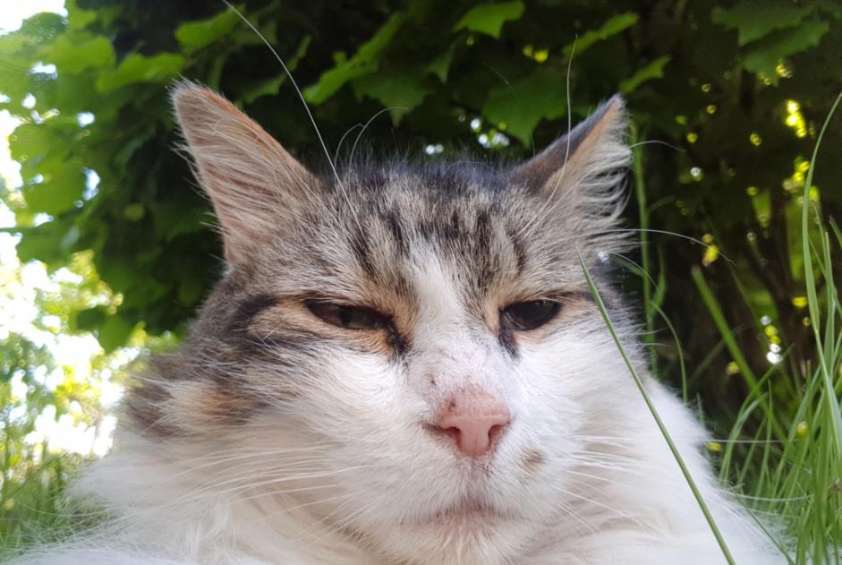 Alerte Disparition Chat  Mâle , 11 ans Orléans France