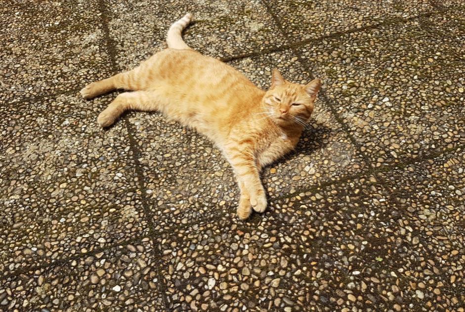 Alerte Disparition Chat Mâle , 2 ans Dardilly France