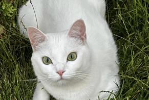 Alerte Disparition Chat Femelle , 2 ans Tremblay-en-France France