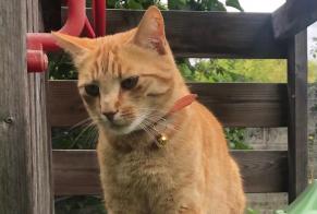 Alerte Disparition Chat Mâle , 2 ans L'Haÿ-les-Roses France