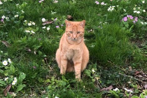 Alerte Disparition Chat Mâle , 2 ans L'Haÿ-les-Roses France