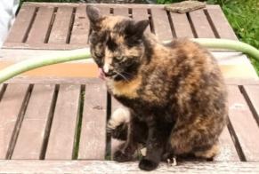 Alerte Disparition Chat croisement Femelle , 7 ans Sucy-en-Brie France