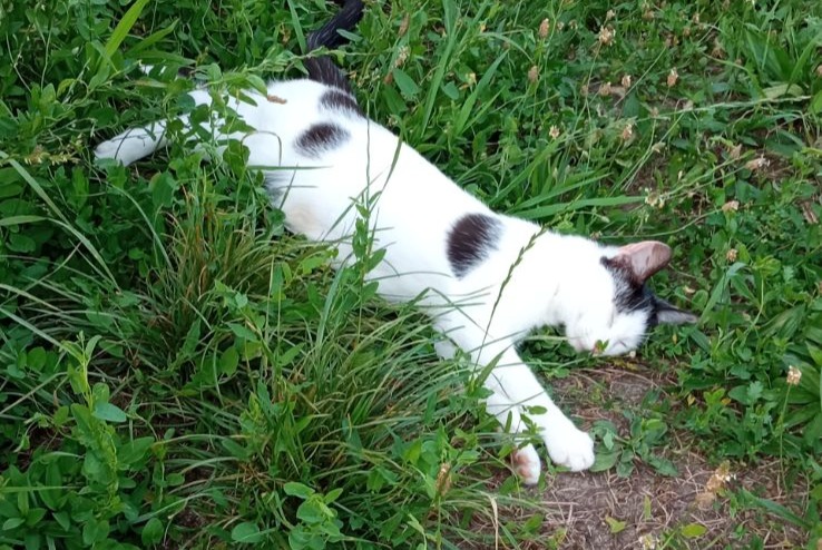 Alerte Découverte Chat Femelle , 1 année Meung-sur-Loire France