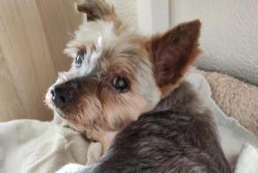 Alerte Disparition Chien  Mâle , 15 ans Daimús Espagne