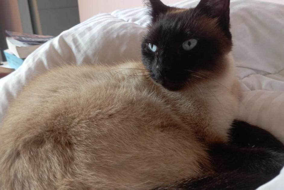 Alerte Disparition Chat croisement Mâle , 4 ans Villenave-d'Ornon France