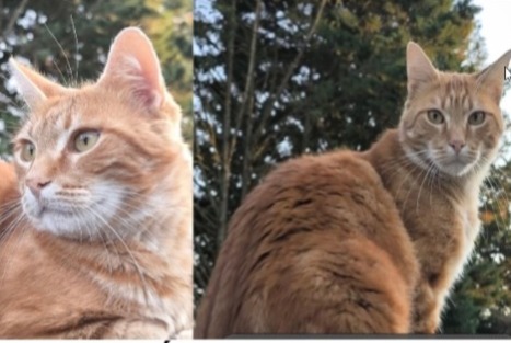 Alerte Disparition Chat Mâle , 4 ans Fontenay-sur-Loing France