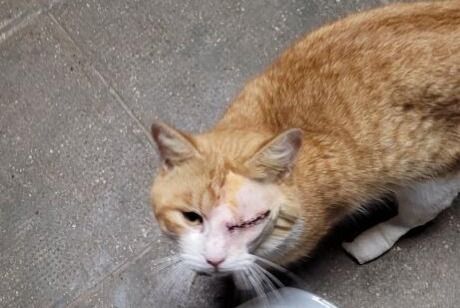 Alerte Disparition Chat Mâle , 5 ans Saint-Cyr-des-Gâts France