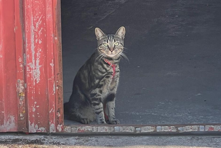 Alerte Disparition Chat croisement Mâle , 1 ans Madrid Espagne